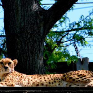 Female Cheetah at Philadelphia Zoo in Philadelphia, Pennsylvania - Encircle Photos