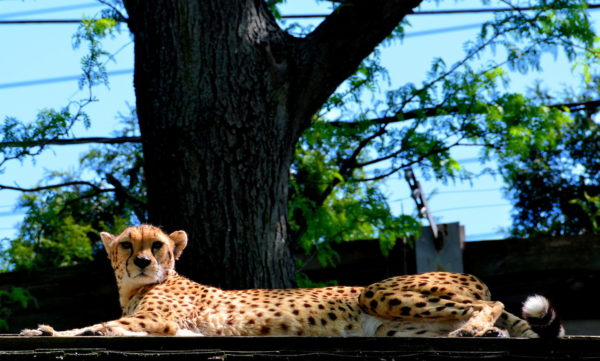 Female Cheetah at Philadelphia Zoo in Philadelphia, Pennsylvania - Encircle Photos