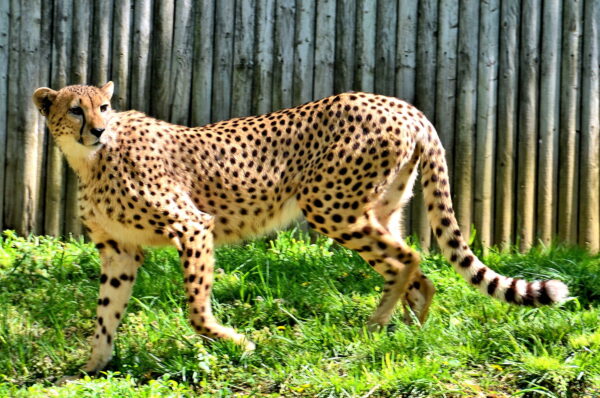Chapter 47: Cheetah at Zoo in Philadelphia, Pennsylvania - Encircle Photos