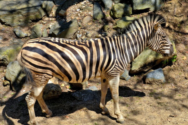 Chapter 47: Zebra at Zoo in Philadelphia, Pennsylvania - Encircle Photos