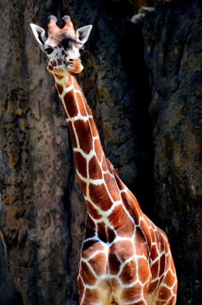Reticulated Giraffe at Philadelphia Zoo in Philadelphia, Pennsylvania - Encircle Photos