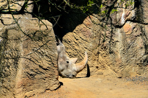 Southern White Rhinoceros at Philadelphia Zoo in Philadelphia, Pennsylvania - Encircle Photos