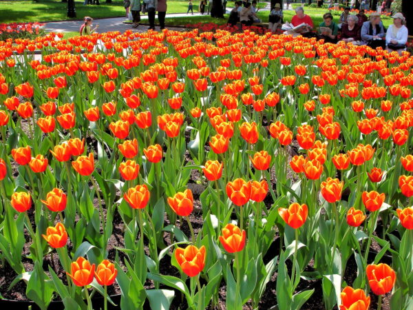Tulips at Taynitsky Garden within Kremlin in Moscow, Russia - Encircle Photos