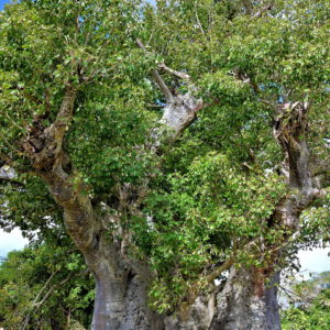 Baobab Tree in Frederiksted, Saint Croix - Encircle Photos