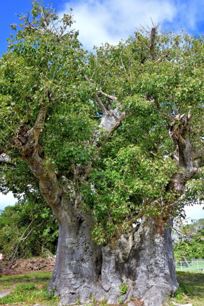 Baobab Tree in Frederiksted, Saint Croix - Encircle Photos