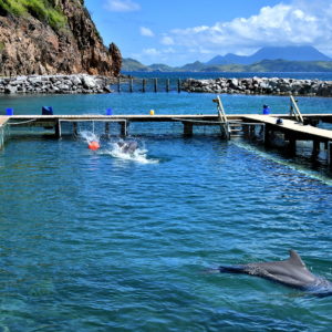 Dolphin Discovery in Basseterre, Saint Kitts - Encircle Photos