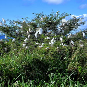 Cattle Egrets in Acacia Tree in Brumaire, Saint Kitts - Encircle Photos
