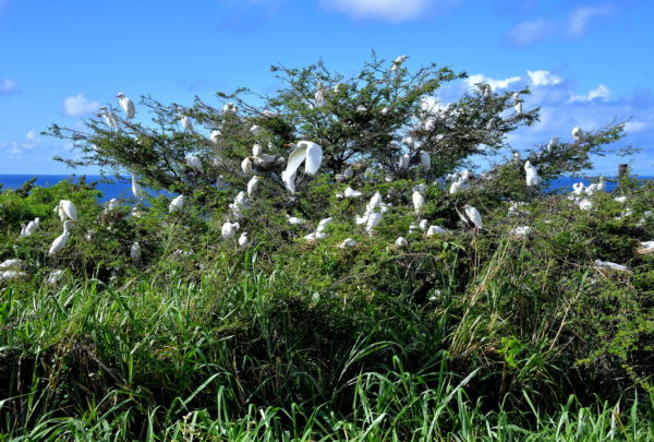Cattle Egrets in Acacia Tree in Brumaire, Saint Kitts - Encircle Photos