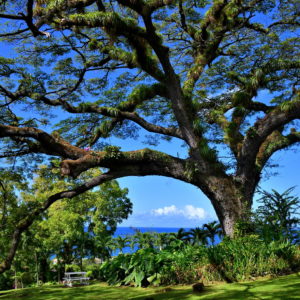 Saman Tree on Romney Manor in Old Road Town, Saint Kitts - Encircle Photos