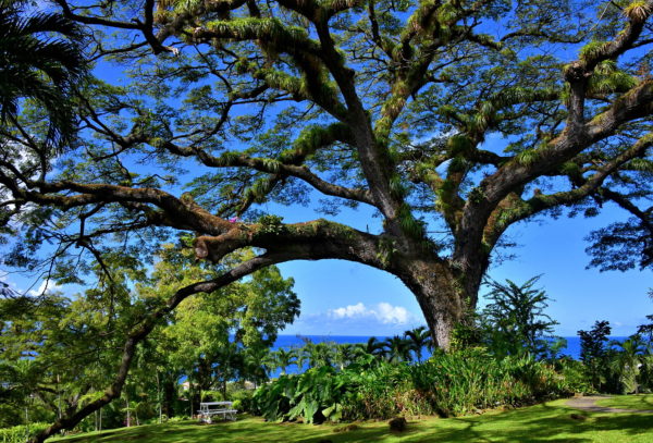 Saman Tree on Romney Manor in Old Road Town, Saint Kitts - Encircle Photos