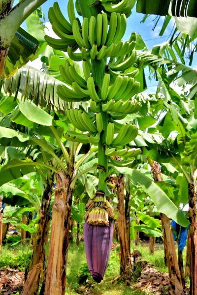 Banana Plantation in Roseau Valley, Saint Lucia - Encircle Photos