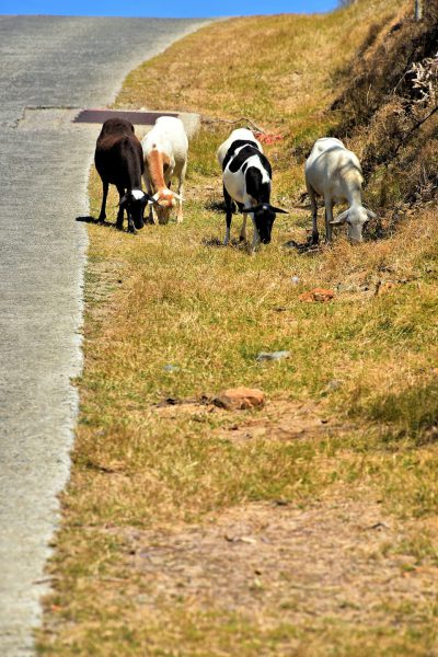 Goats Grazing Along Road in Quartier d’Orleans, Saint-Martin - Encircle Photos