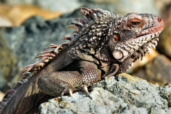 Close Up of Large Green Iguana in Charlotte Amalie, Saint Thomas - Encircle Photos