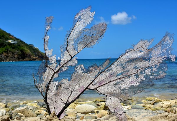 Sea Fan at Mandahl Bay on the Northside, Saint Thomas - Encircle Photos