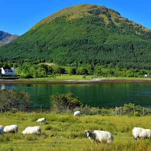 Sheep along Loch Leven at Ballachulish in Scottish Highlands, Scotland - Encircle Photos