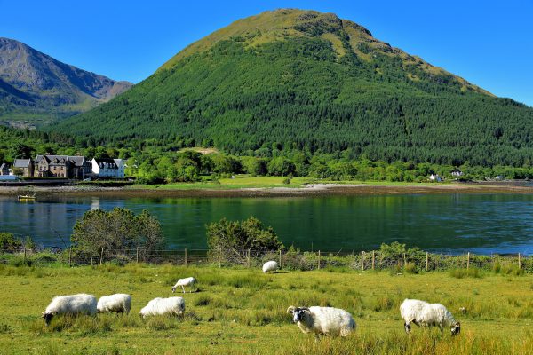 Sheep along Loch Leven at Ballachulish in Scottish Highlands, Scotland - Encircle Photos