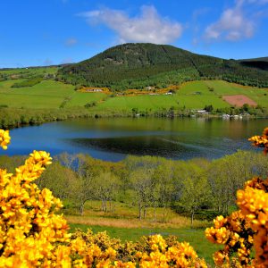Yellow Gorse Framing Loch Ness in Scottish Highlands, Scotland - Encircle Photos