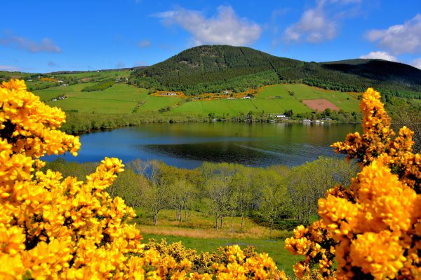 Yellow Gorse Framing Loch Ness in Scottish Highlands, Scotland - Encircle Photos