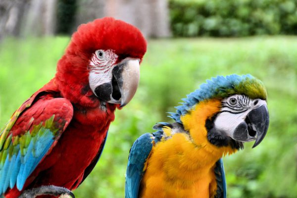 Two Macaw Parrots at Sentosa Island in Singapore - Encircle Photos