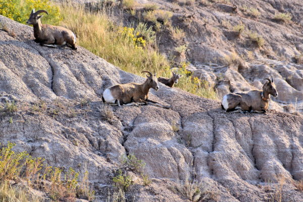 Wildlife in Badlands, South Dakota - Encircle Photos