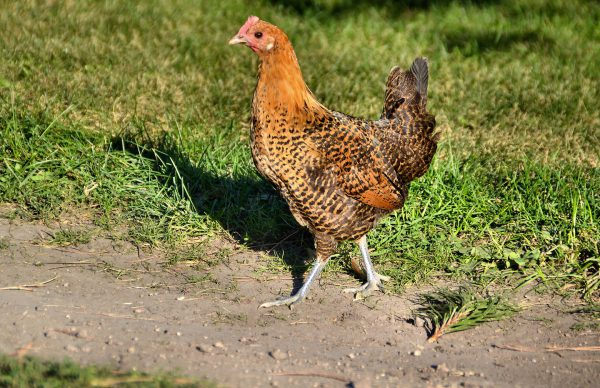 Strutting Gold Campine Chicken in Pierre, South Dakota - Encircle Photos