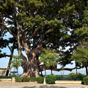 Ficus Tree at Alameda de Apodaca Park in Cádiz, Spain - Encircle Photos