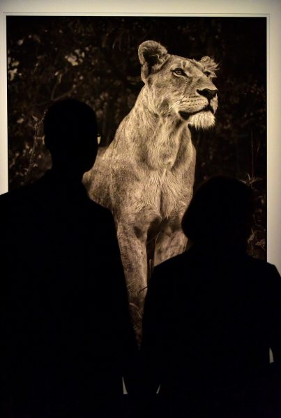 Lioness Photo by Nick Brandt at Fotografiska in Stockholm, Sweden - Encircle Photos