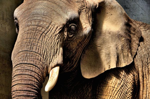 African Elephant Close Up at Zoo Basel in Basel, Switzerland - Encircle Photos