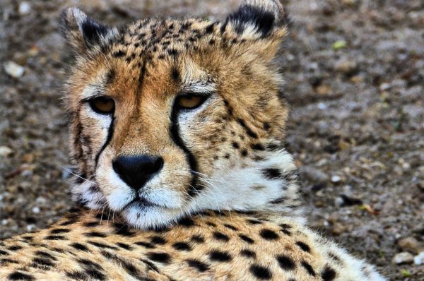 Cheetah Close Up at Zoo Basel in Basel, Switzerland - Encircle Photos