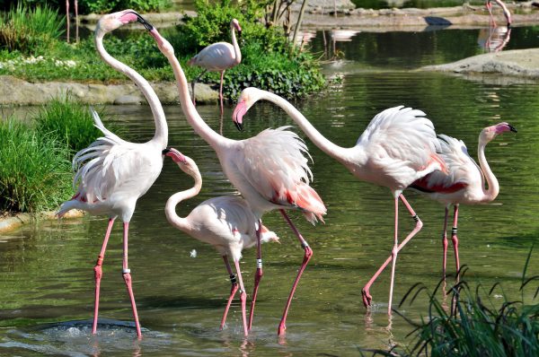 Fighting European Flamingos at Zoo Basel in Basel, Switzerland - Encircle Photos