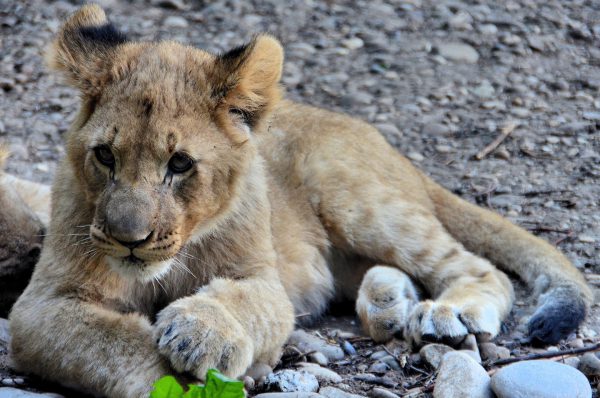 Male African Lion Cub at Zoo Basel in Basel, Switzerland - Encircle Photos
