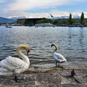 Swans, Lake Lucerne and Swiss Alps in Lucerne, Switzerland - Encircle Photos