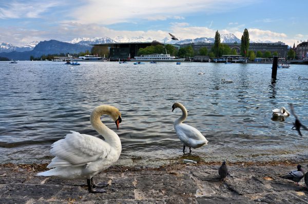 Swans, Lake Lucerne and Swiss Alps in Lucerne, Switzerland - Encircle Photos