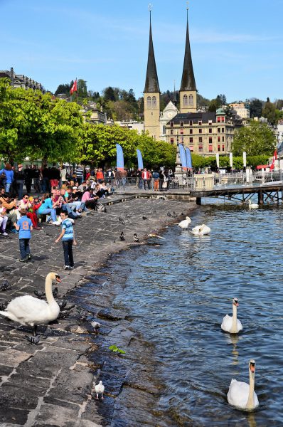 Swans at Schwanenplatz in Lucerne, Switzerland - Encircle Photos