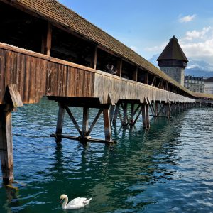 Swimming Swan beneath Chapel Bridge in Lucerne, Switzerland - Encircle Photos