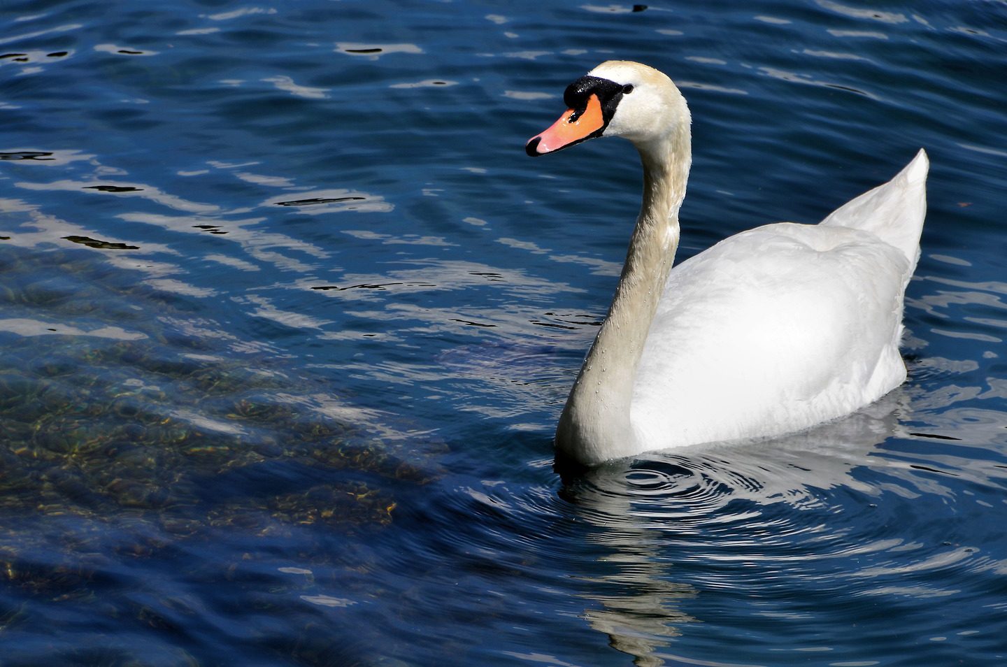 Mute Swan Swimming in Lake Lugano in Lugano, Switzerland - Encircle Photos