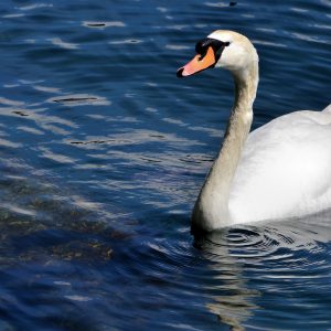 Mute Swan Swimming in Lake Lugano in Lugano, Switzerland - Encircle Photos