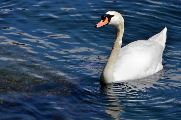 Mute Swan Swimming in Lake Lugano in Lugano, Switzerland - Encircle Photos