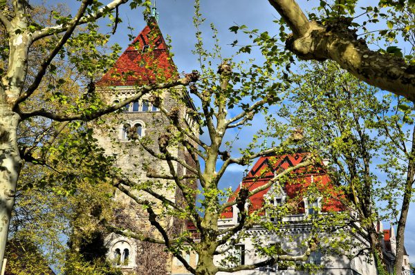 Château d’Ouchy and Sycamore Trees in Ouchy, Switzerland - Encircle Photos