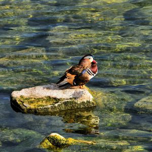 Male Mandarin Duck Standing in Lake Geneva in Ouchy, Switzerland - Encircle Photos