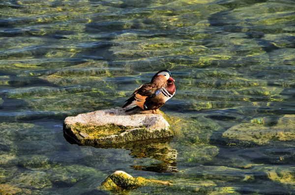 Male Mandarin Duck Standing in Lake Geneva in Ouchy, Switzerland - Encircle Photos