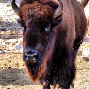 American Bison at Natural Bridge Wildlife Ranch near San Antonio, Texas - Encircle Photos