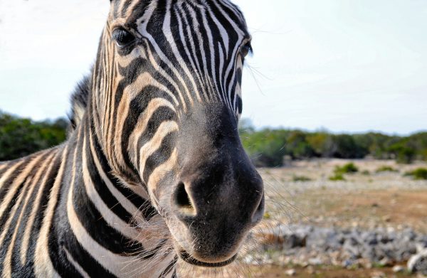 Damaraland Zebra Close Up at Natural Bridge Wildlife Ranch near San Antonio, Texas - Encircle Photos