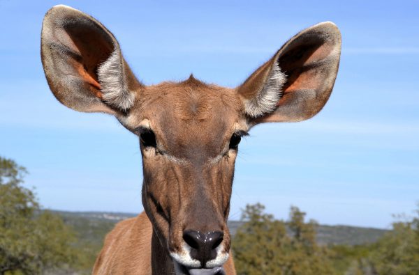 Female Greater Kudu Antelope at Natural Bridge Wildlife Ranch in San Antonio, Texas - Encircle Photos
