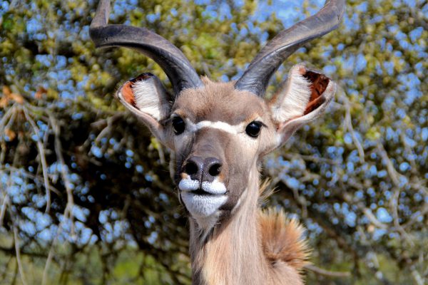 Juvenile Bull Greater Kudu Antelope  at Natural Bridge Wildlife Ranch in San Antonio, Texas - Encircle Photos