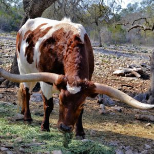 Texas Longhorn Steer at Natural Bridge Wildlife Ranch near San Antonio, Texas - Encircle Photos