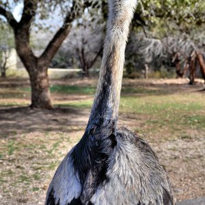 Ostrich at Natural Bridge Wildlife Ranch near San Antonio, Texas - Encircle Photos