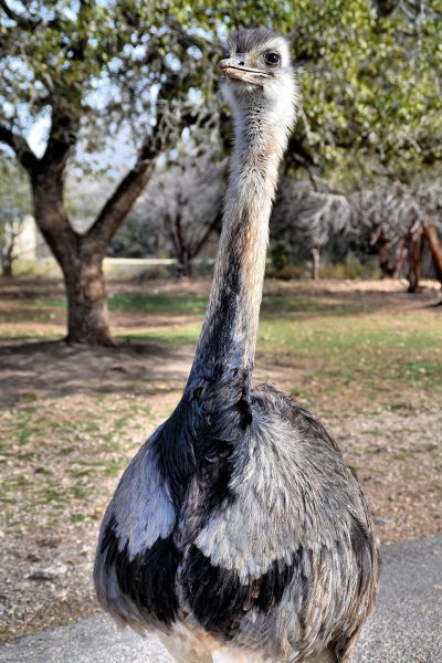 Ostrich at Natural Bridge Wildlife Ranch near San Antonio, Texas - Encircle Photos