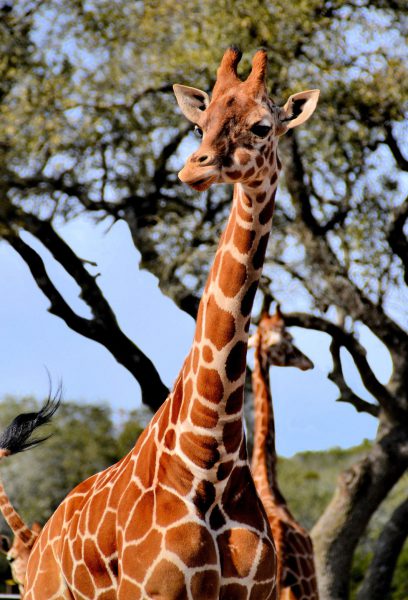 Reticulated Giraffe  at Natural Bridge Wildlife Ranch near San Antonio, Texas - Encircle Photos