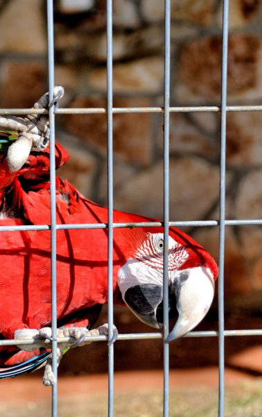Sideways Scarlet Macaw Parrot at Natural Bridge Wildlife Ranch near San Antonio, Texas - Encircle Photos